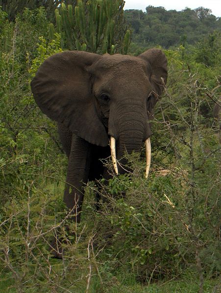 African Elephant