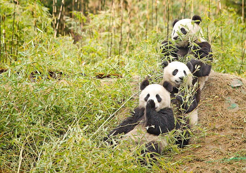 Giant Pandas