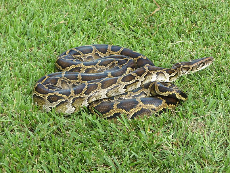 Burmese python