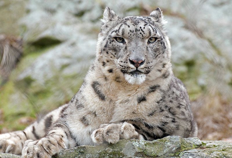 Snow Leopard Conservation Gets Boost from New Tech, Blog, Nature