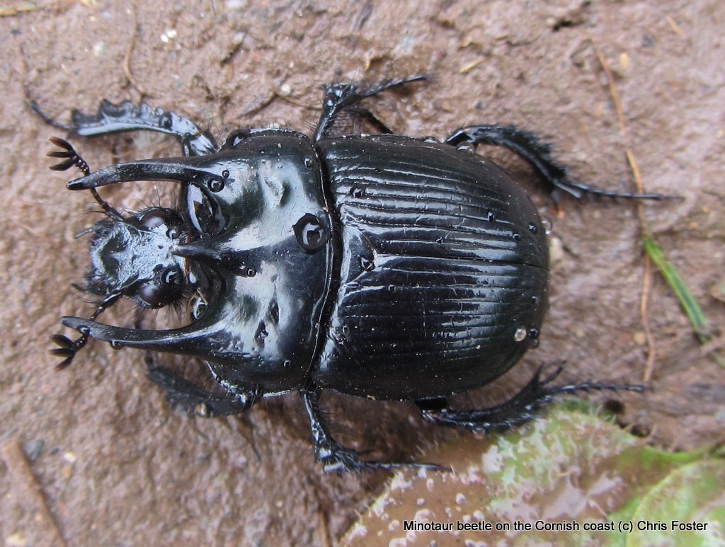 Minotaur Beetle Cornwall