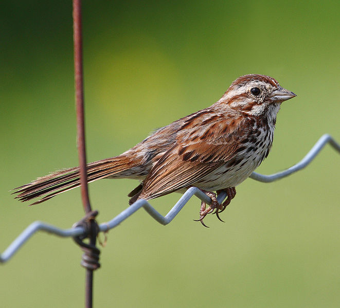 Song Sparrow