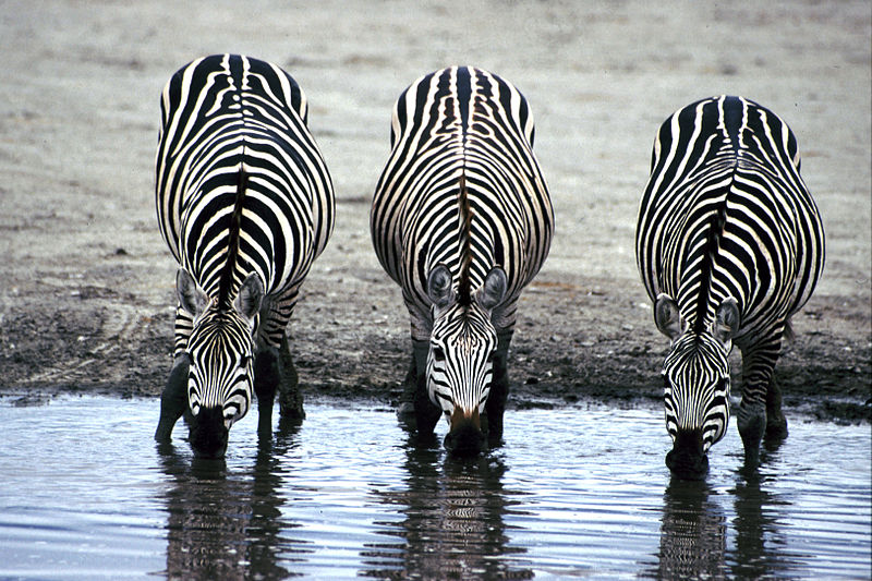 Three Zebras Drinking