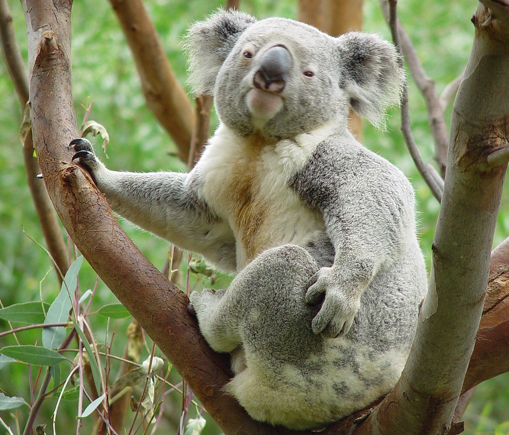 Cool Koalas Hug Trees Conservation Articles Blogs Cj