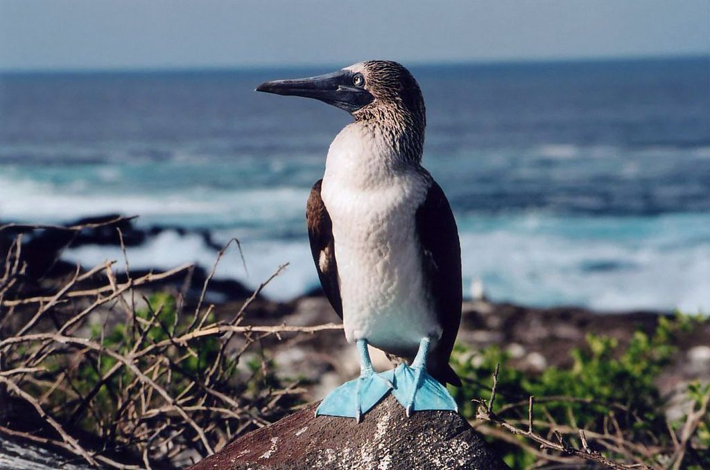 Blue Footed Booby