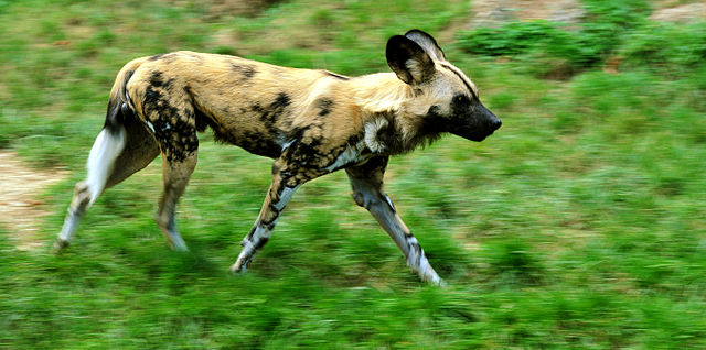 African Wild Dogs