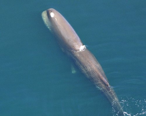 Sperm Whale