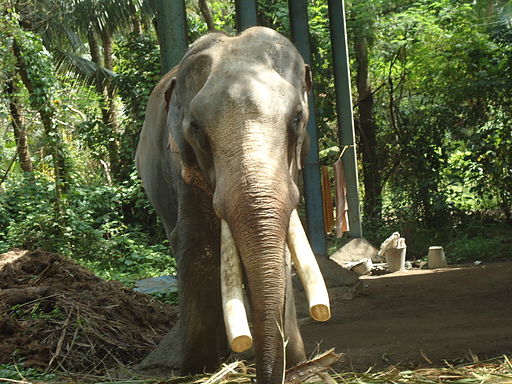 Elephant with tusks cut