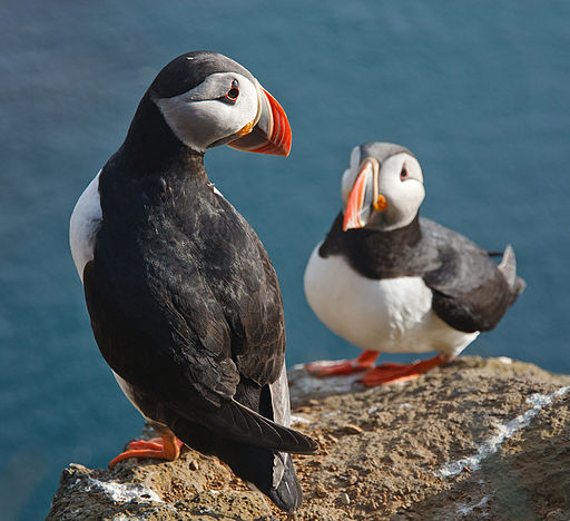 New Species of Puffin Evolved in Response to Climate Change