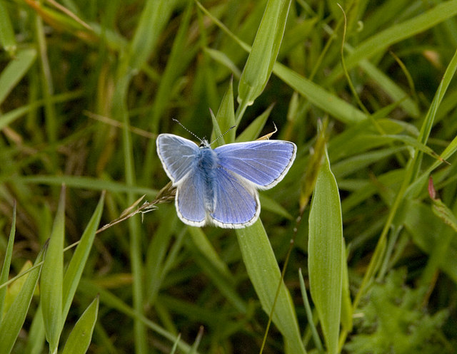 Common Blue Butterfly