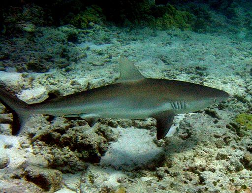 Shark Coral Reef