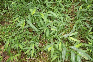 Stiltgrass