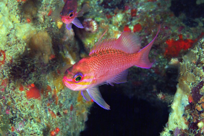 Anthias