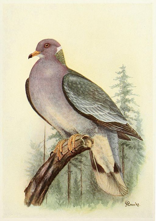 Passenger Pigeon