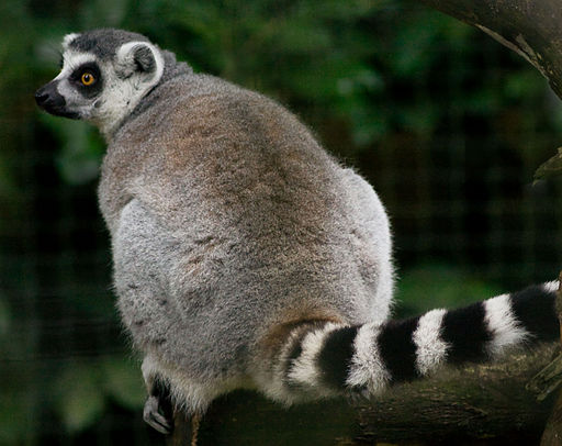 Ring Tailed Lemur