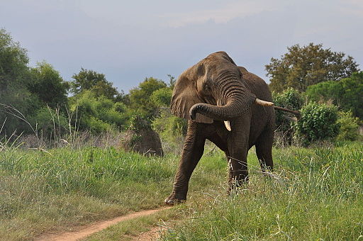 African Elephant