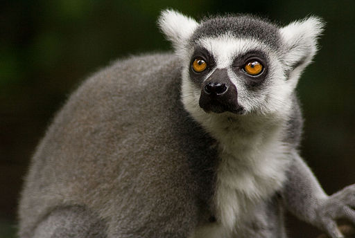 Ring Tailed Lemur