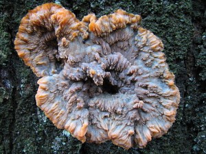 Phlebia Radiata Fungus