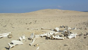 Desert Skeleton Red Sea