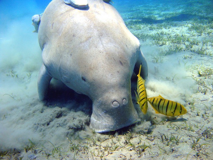 Dugong