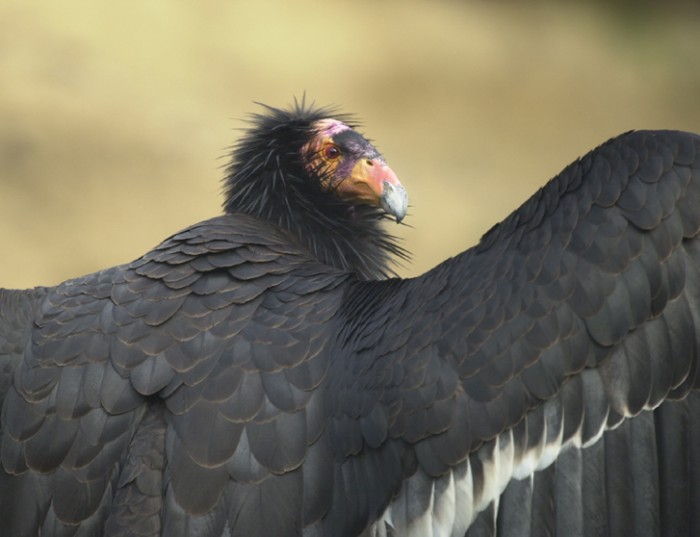 California Condor