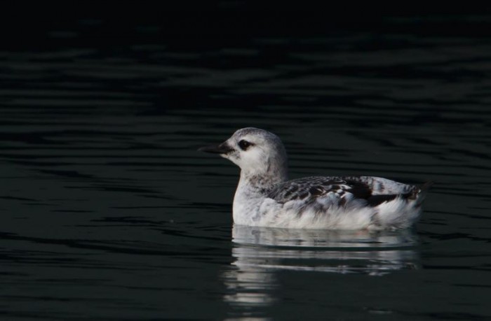 Black Guillemot