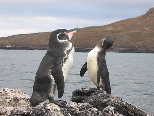 Galapagos Penguin