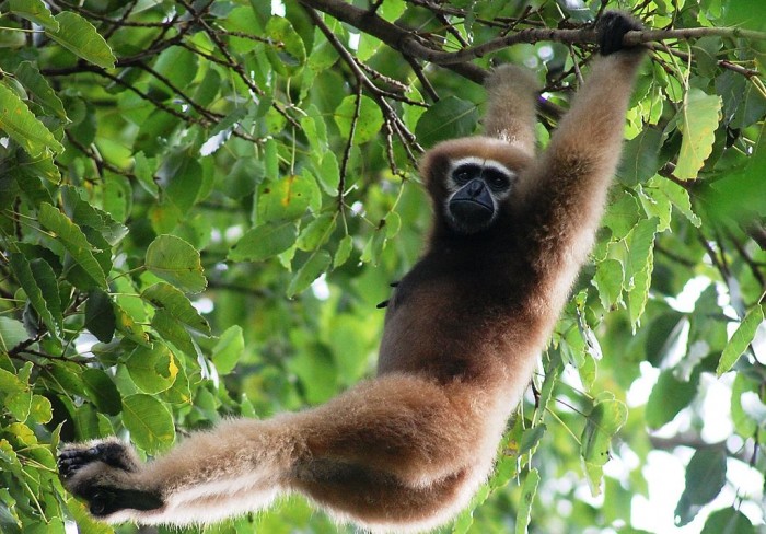 Gibbon