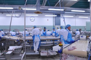 Grandi fish processing conveyor belt