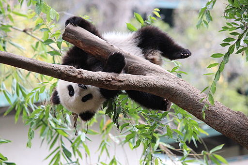 Young Panda Playing