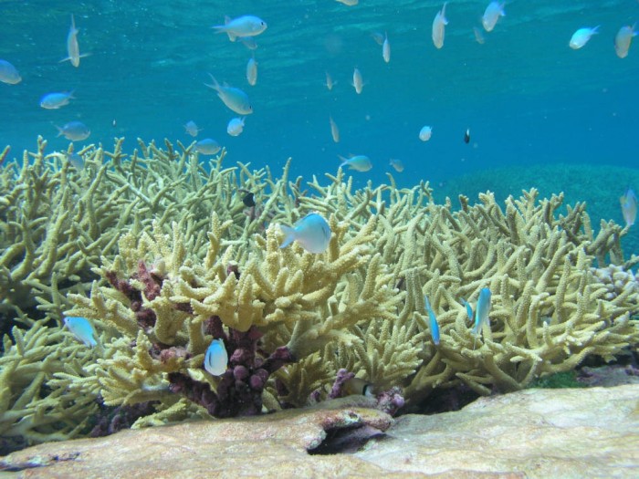 Chromis viridis, Acropora cervicornis