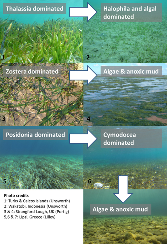 Ensuring the Resilience of Seagrass Meadows Conservation Articles