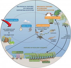 Ensuring the Resilience of Seagrass Meadows - Conservation Articles ...