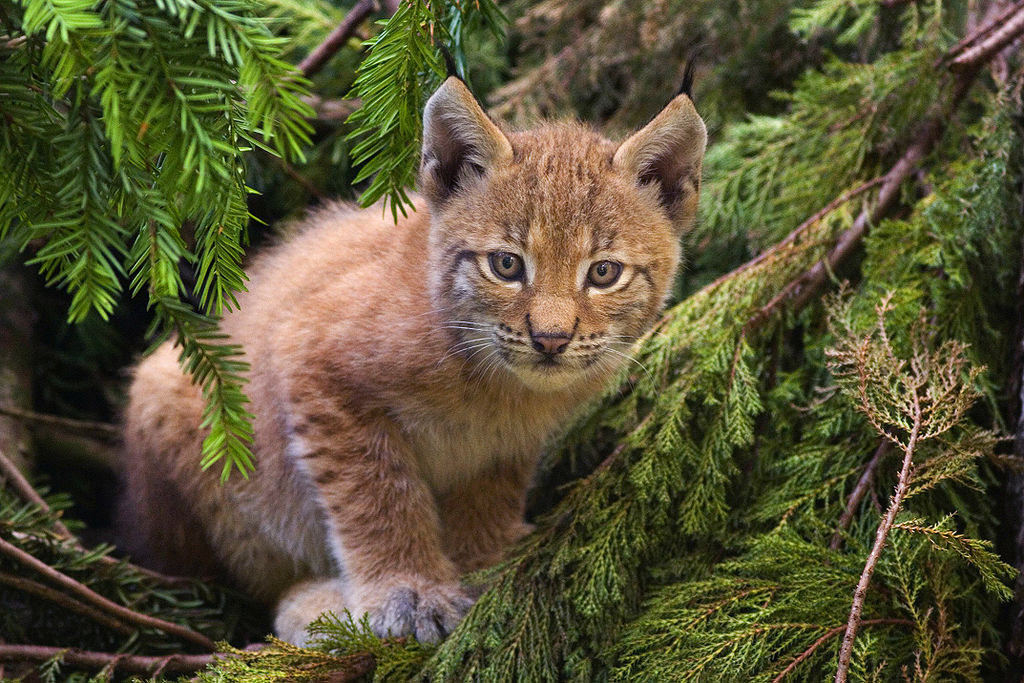 Lynx Reintroduction in the UK - Conservation Articles & Blogs - CJ