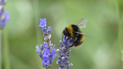 Bumble Bee on Lavender