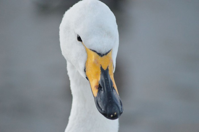 Whooper Swan