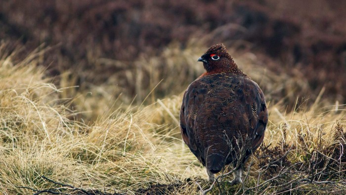 Red Grouse