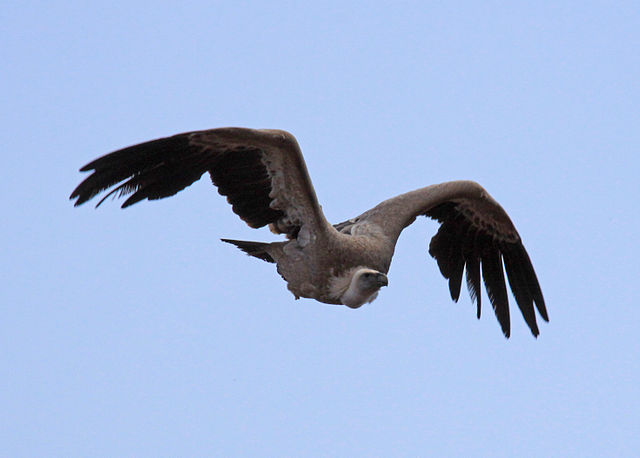 African Vulture (in flight)