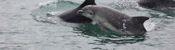 Cardigan Bay Marine Wildlife Centre