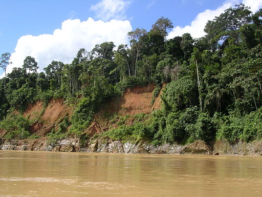 Trees by the River