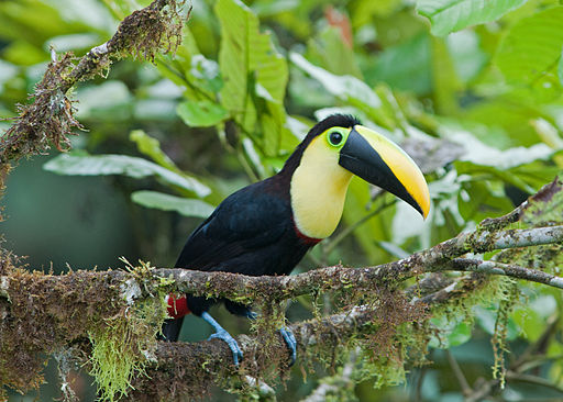 Choco Toucan resting