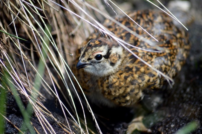 Red Grouse