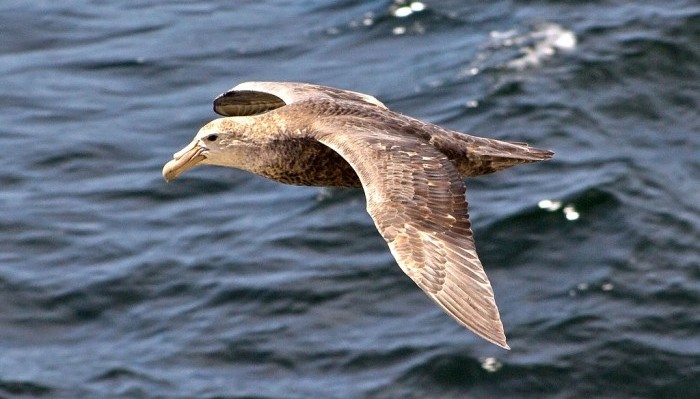 Southern Giant Petrel