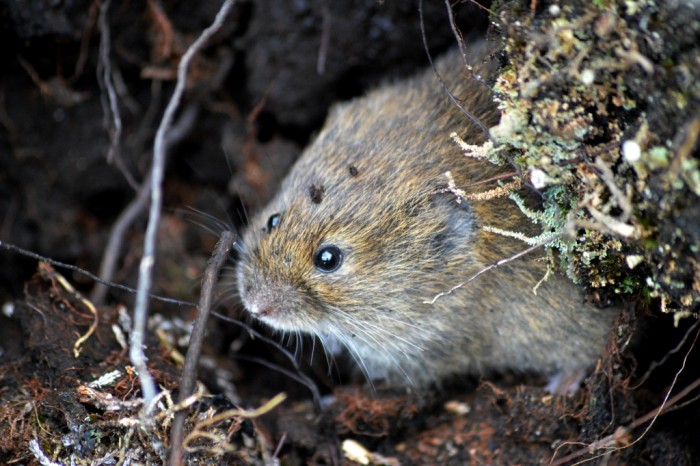 Field Vole