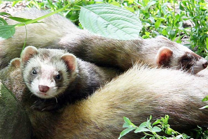 European Polecat