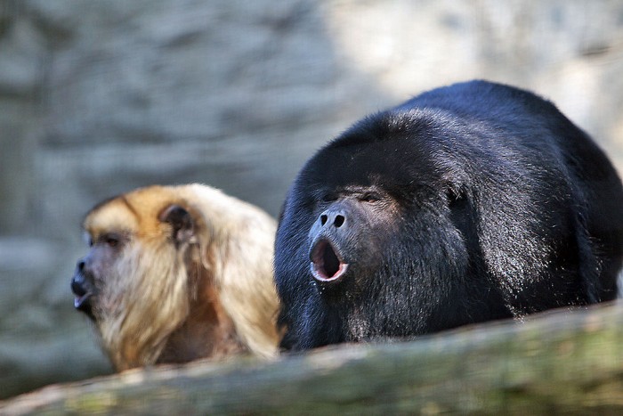 Howler Monkey