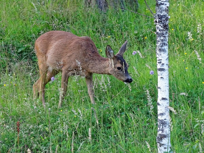 deer bird