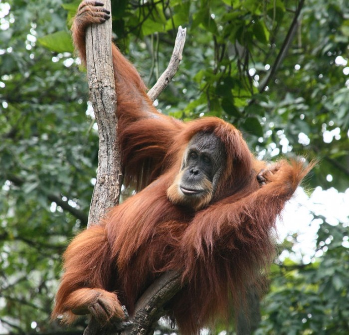 Sumatran Orangutan