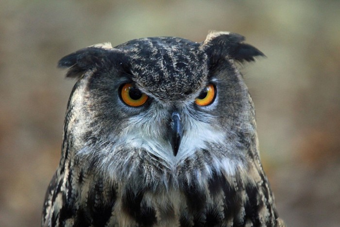 Eagle Owls in the UK - Native or Not? - Conservation Articles & Blogs - CJ
