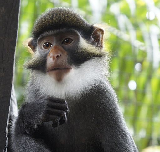 Red-Eared Guenon